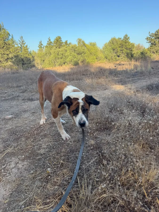Linda, perro en adopción en Ibiza, Illes Balears