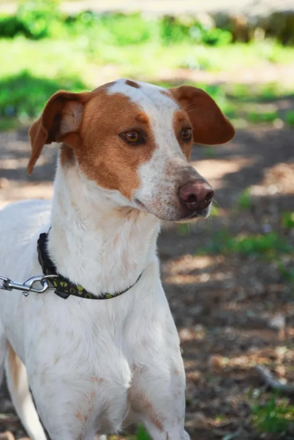 Lluna, perro en adopción en Amposta, Tarragona