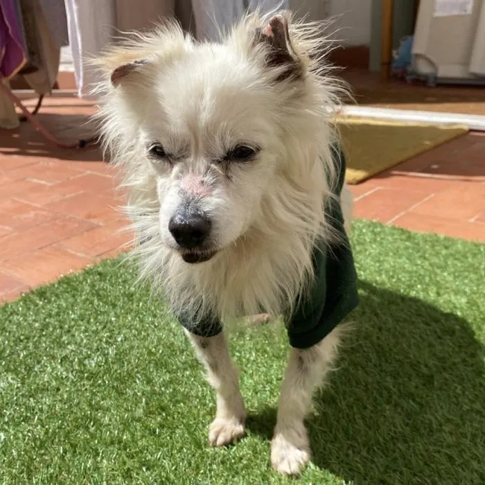 Coco, perro en adopción en Valencia