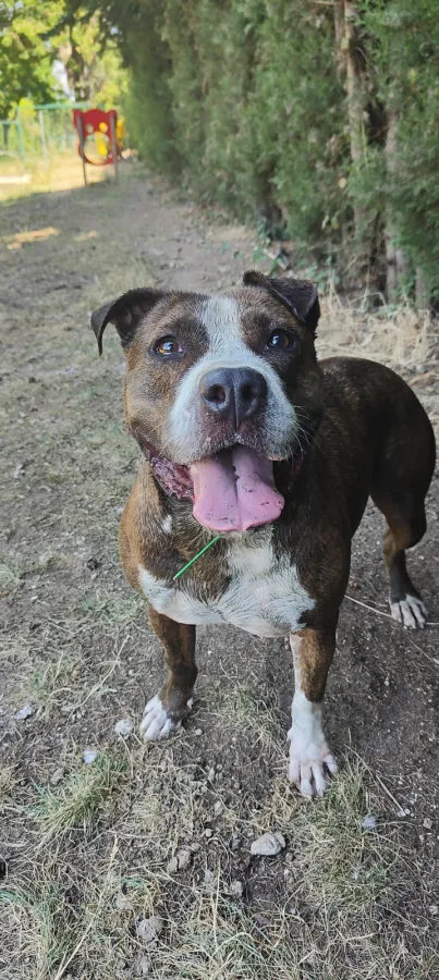 Atlas, perro en adopción en Mérida, Badajoz