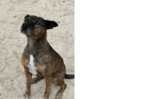 Chiska, perro en adopción en Zaragoza