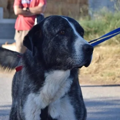 Otra foto de Goliat