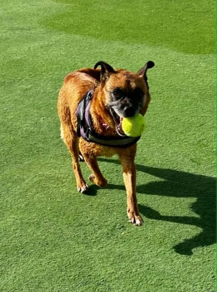 Gipi, perro en adopción en San Miguel de Abona, Santa Cruz de Tenerife