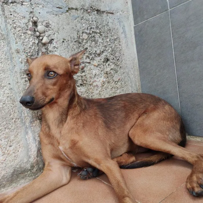 Kerchak, perro en adopción en San Antonio de Benagéber, Valencia