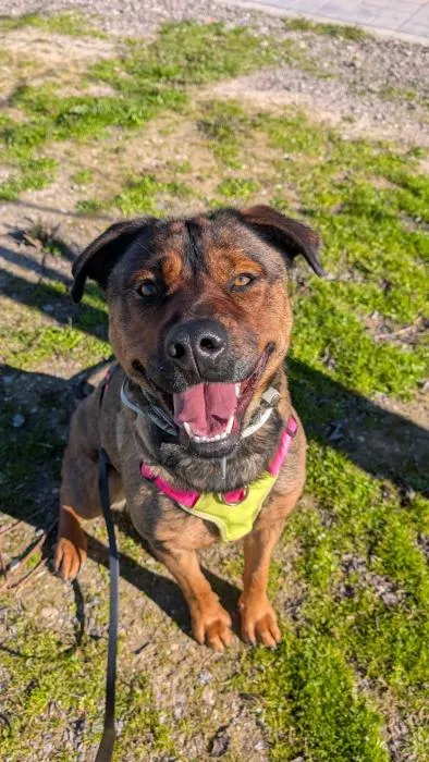 Yury, perro en adopción en Rivas-Vaciamadrid, Madrid