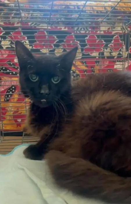 Heli, gato en adopción en Sevilla