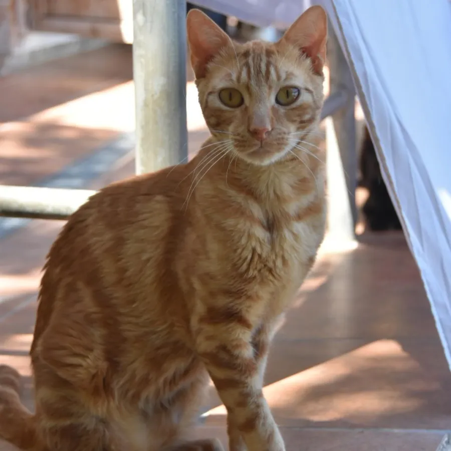 Cairo, gato en adopción en Barcelona