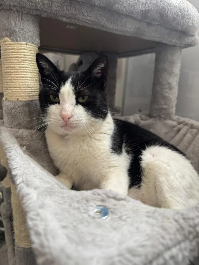 Polvorón, gato en adopción en Murcia