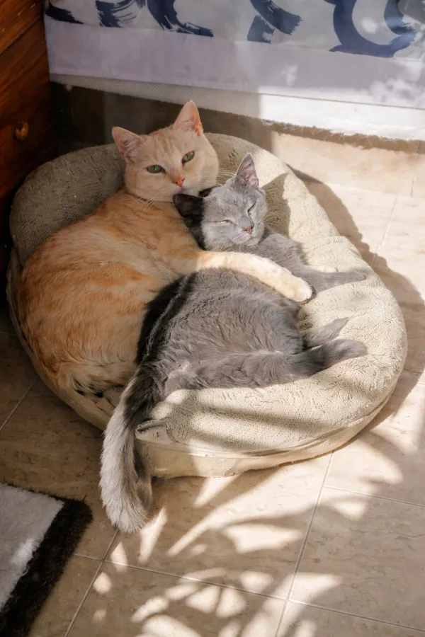 Nicola y Misy, gato en adopción en Murcia