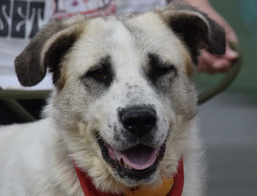 Coca, perro en adopción en Úbeda, Jaén
