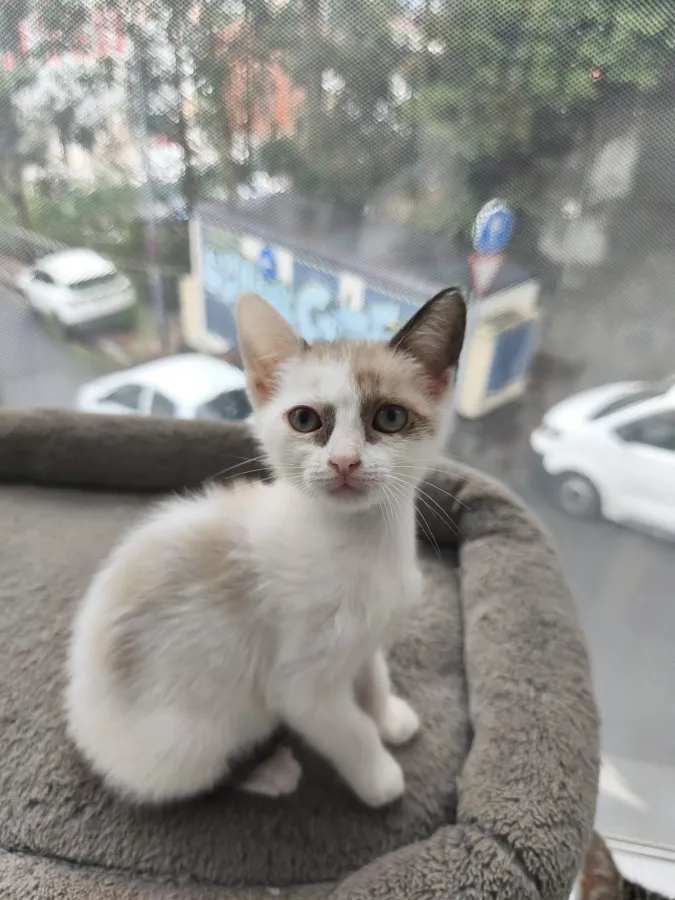 Gisela, gato en adopción en Bilbao, Vizcaya