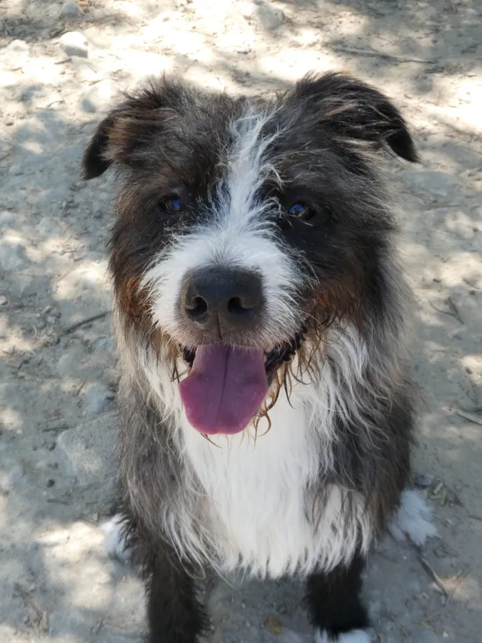 Okili, perro en adopción en Jerez de la Frontera, Cádiz