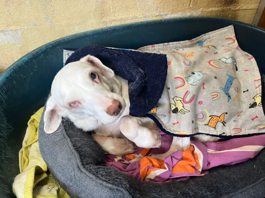 Nieves, perro en adopción en Ponteareas, Pontevedra