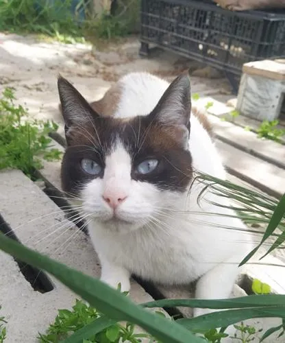 Mini, gato en adopción en La Noguera (comarca), Lleida