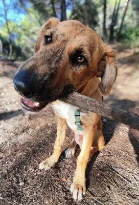 Otra foto de Júpiter