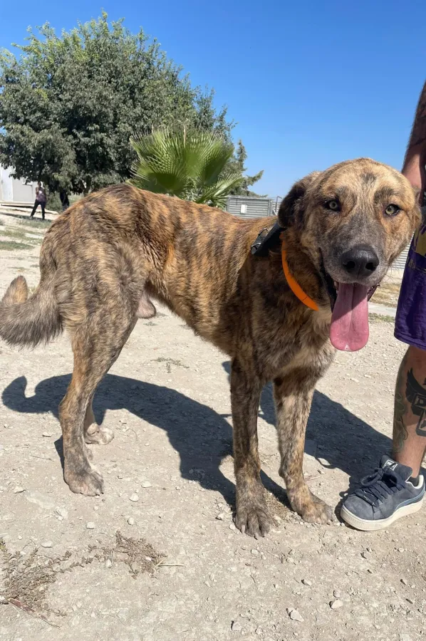 Dino, perro en adopción en Martos, Jaén