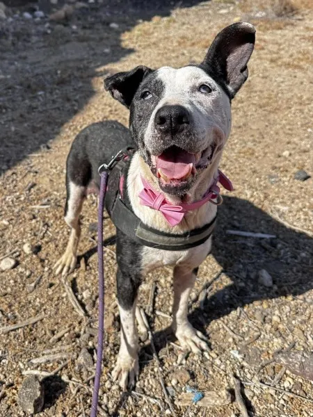 Perdy, perro en adopción en San Miguel de Abona, Santa Cruz de Tenerife