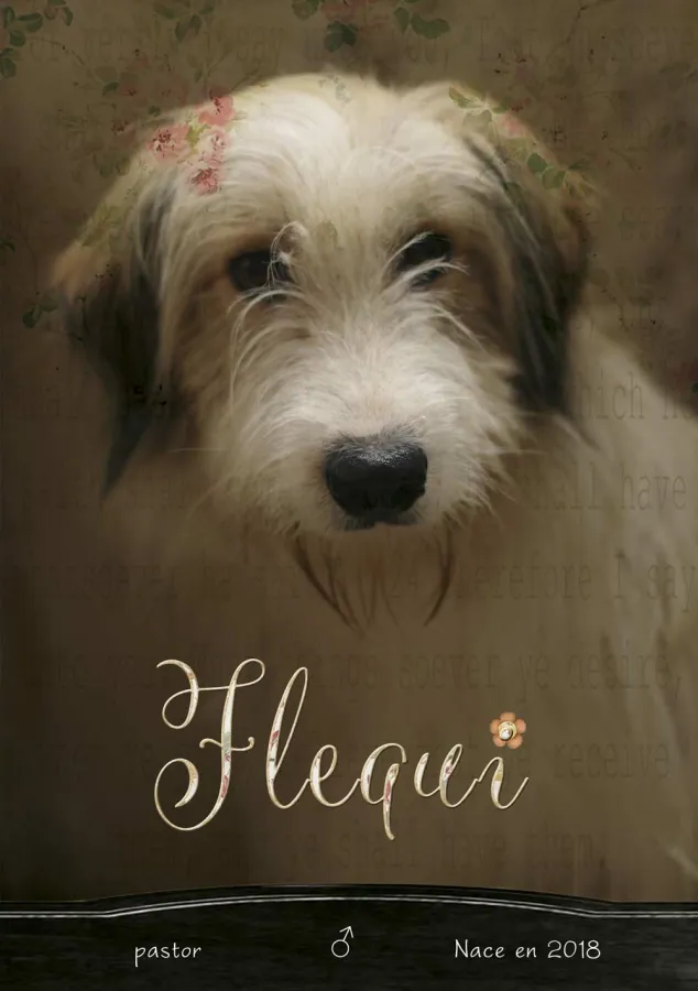 Flequi, perro en adopción en Tarazona, Zaragoza