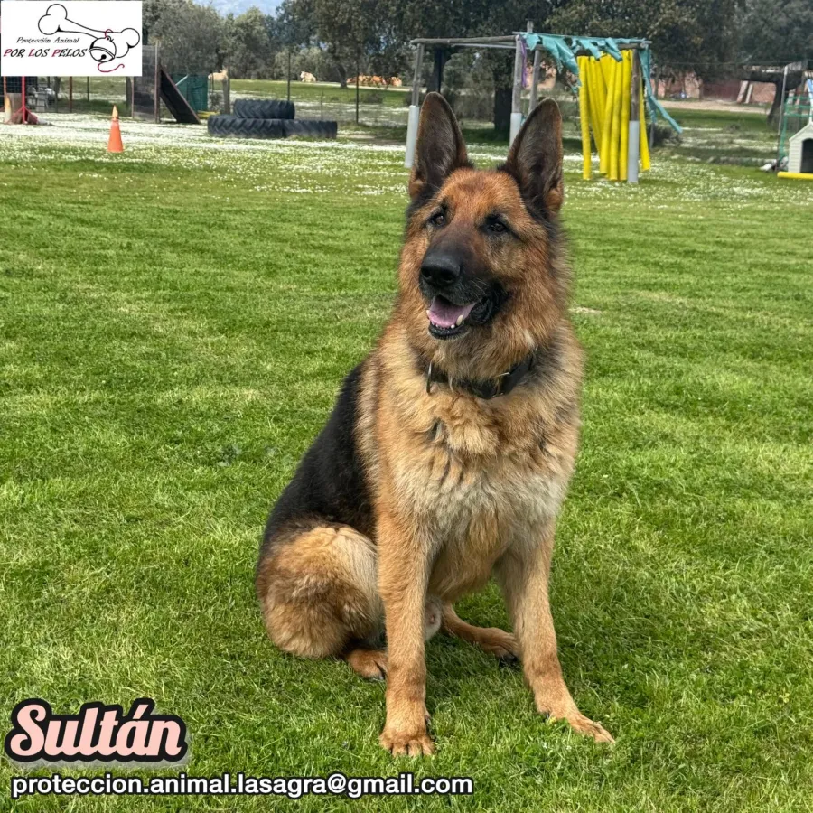 SULTÁN, perro en adopción en Caceres, Cáceres