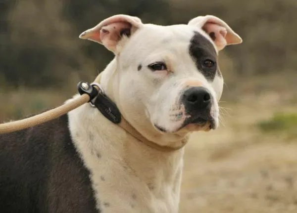 Musa, perro en adopción en La Noguera (comarca), Lleida
