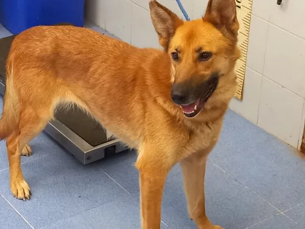 Xanceda, perro en adopción en Santiago de Compostela, A Coruña