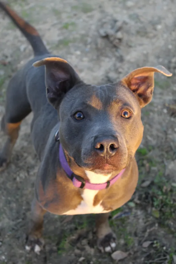 Pepe, perro en adopción en Jerez de la Frontera, Cádiz