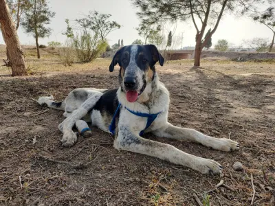 Otra foto de Petra
