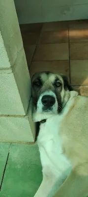 Rocky, foto 4 de 4
