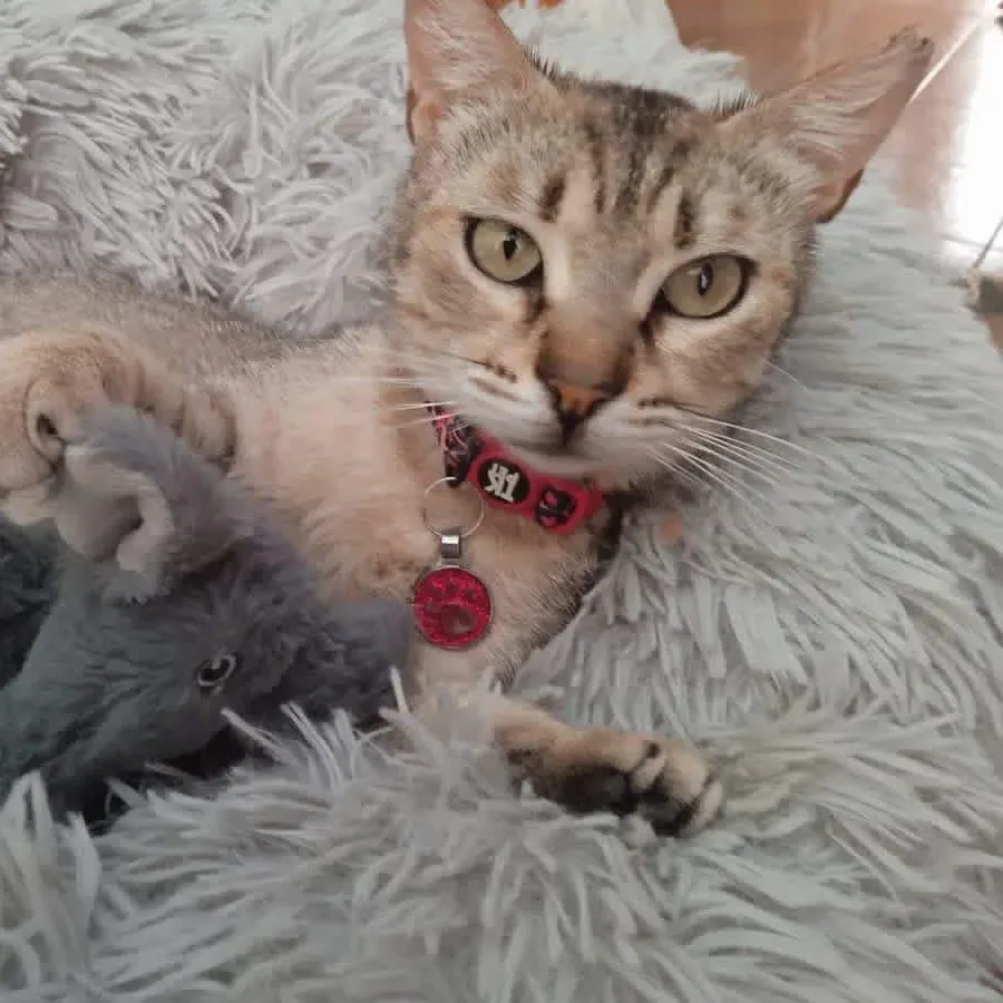 Lara, gato en adopción en Marratxí, Illes Balears