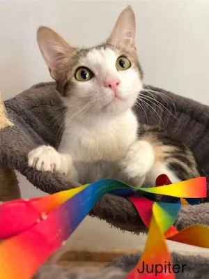 Otra foto de Júpiter