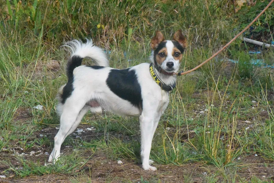 Rasti, perro en adopción en Cantabria