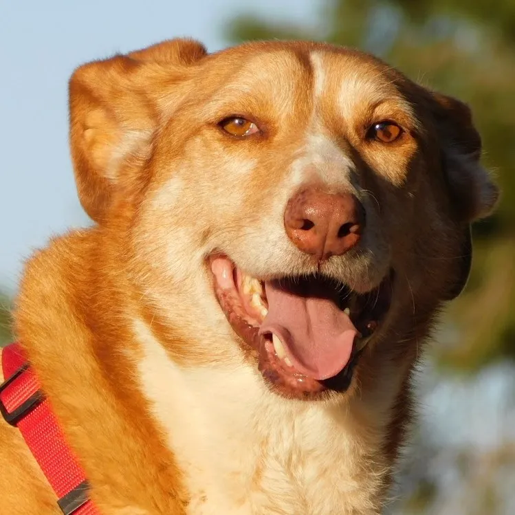 Aire, perro en adopción en Cuenca