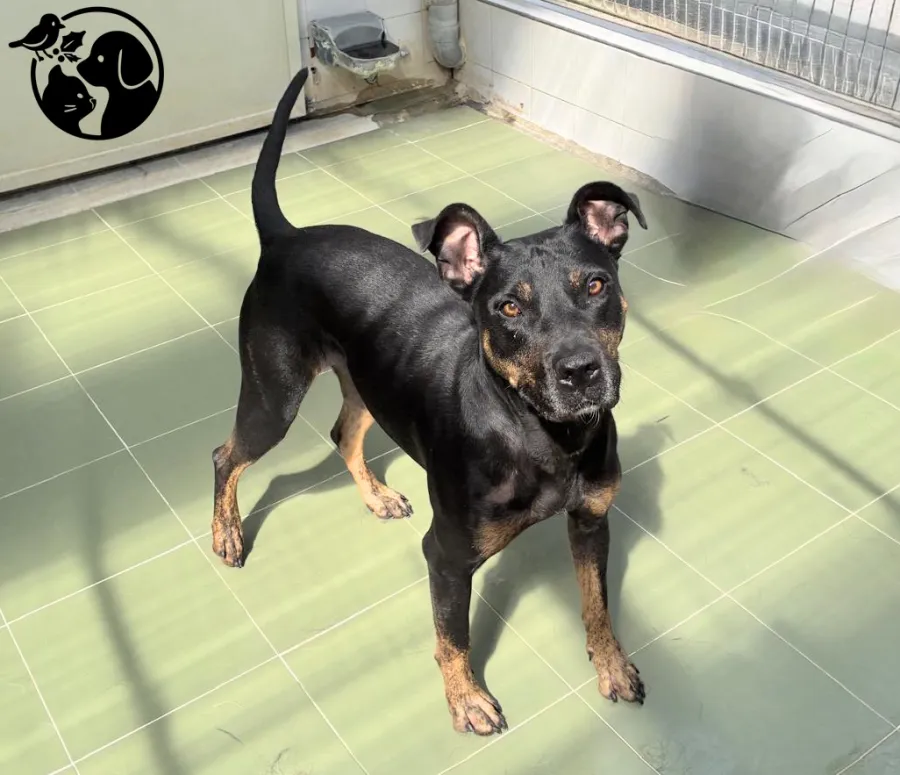 Numa, perro en adopción en Usurbil, Guipúzcoa