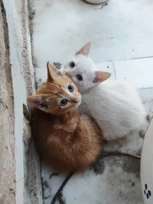 Otra foto de Sugus