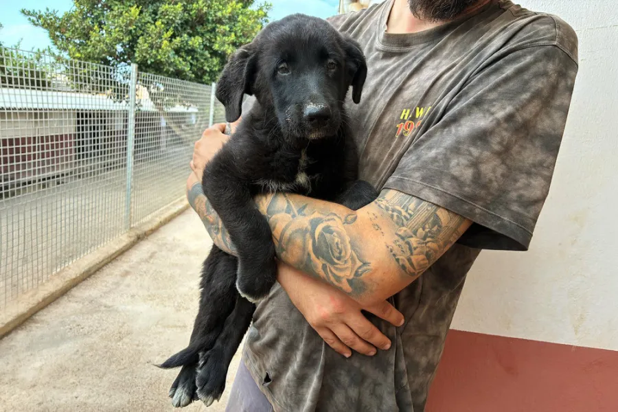 Leiva, perro en adopción en La Mojonera, Almería