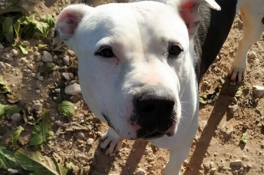 Aquiles, perro en adopción en Villena, Alicante