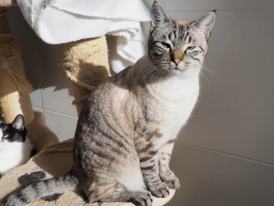 Muñeco, gato en adopción en Cáceres