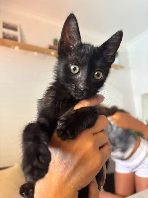 Otra foto de Rey
