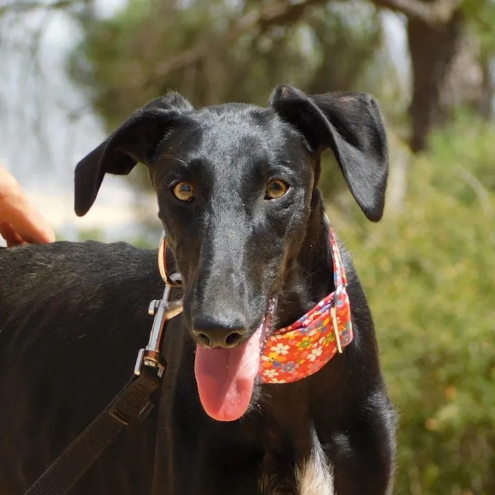 Zaniah, perro en adopción en Cuenca