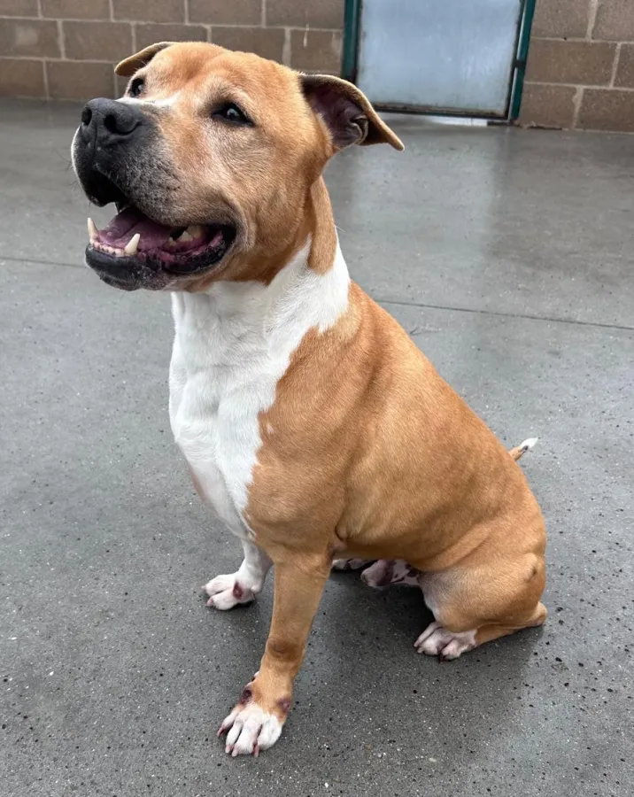 Thor, perro en adopción en Getafe, Madrid