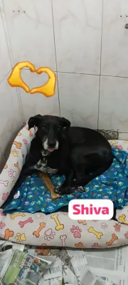 Otra foto de Shiva