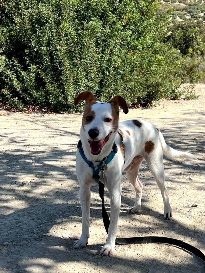 Rodri, perro en adopción en Martos, Jaén
