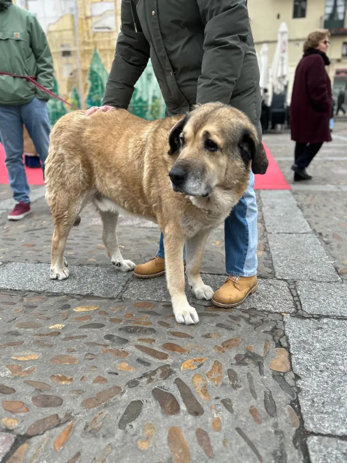 Esterodo, perro en adopción en Trobajo del Cerecedo, León