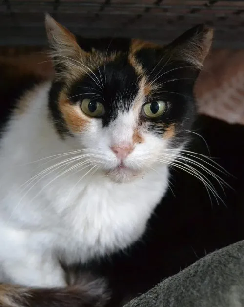 Carol, gato en adopción en Vigo, Pontevedra