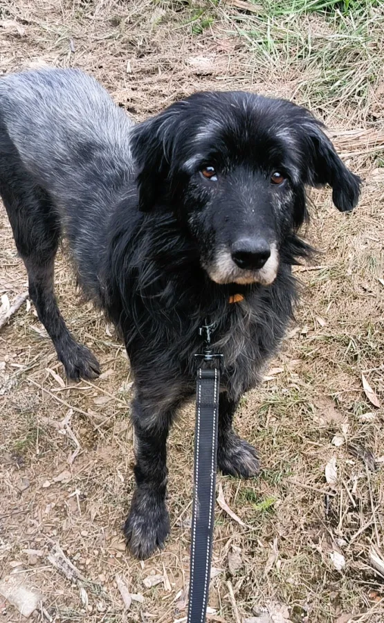 Kuso, perro en adopción en Bilbao, Vizcaya