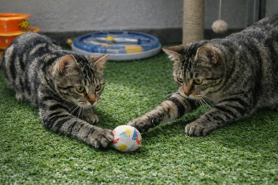 Lola, gato en adopción en Murcia