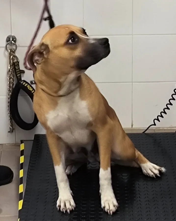 Ana, perro en adopción en Bilbao, Vizcaya