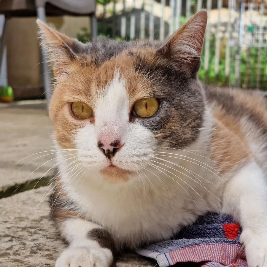 Pia, gato en adopción en Maó, Illes Balears