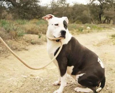 Otra foto de Musa
