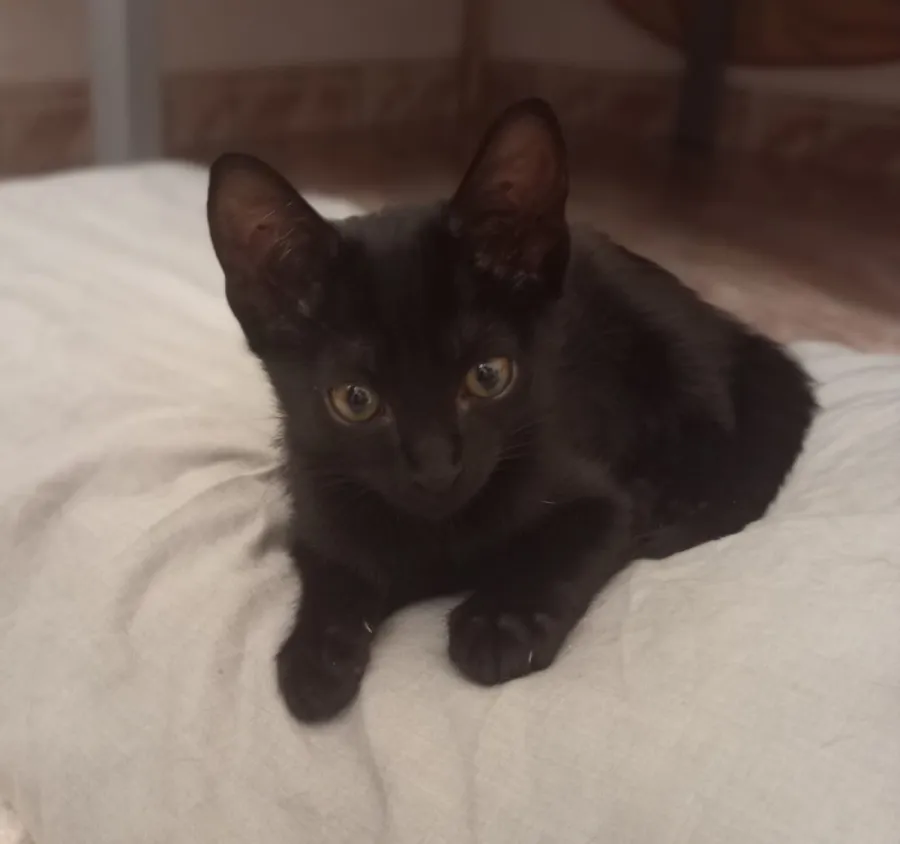 Brujita, gato en adopción en Granada